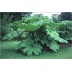 Gunnera Manicata (Lot de 10 graines)