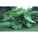 Gunnera Manicata