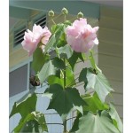 Hibiscus Mutabilis (Lot de 10 graines)