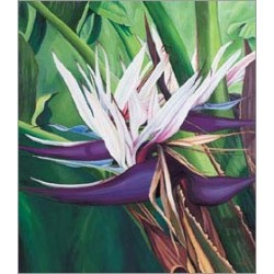 Strelitzia Nicolai (Lot de 10 graines)