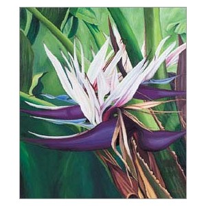 Strelitzia Nicolai (Lot de 10 graines)