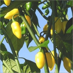 Capsicum Habanero