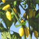 Capsicum Habanero