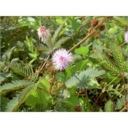 Mimosa Pudica