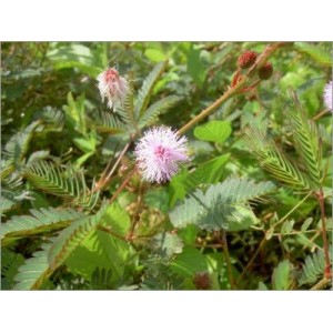 Mimosa Pudica