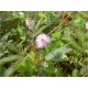 Mimosa Pudica (Lot de 10 graines)