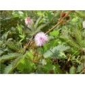 Mimosa Pudica