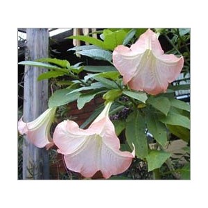 Brugmansia Arborea (Lot de 10 graines)