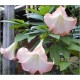 Brugmansia Arborea (Lot de 10 graines)