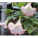 Brugmansia Arborea