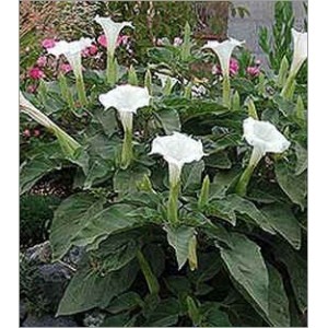 Datura Metel