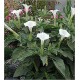 Datura Metel (Lot de 10 graines)