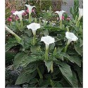 Datura Metel (Lot de 10 graines)