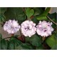 Datura Double Purple (Lot de 10 graines)