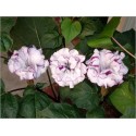 Datura Double Purple (Lot de 10 graines)