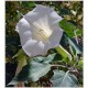 Datura Meteloides