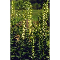 Digitalis Grandiflora