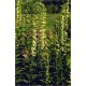 Digitalis Grandiflora (Lot de 10 graines)