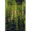 Digitalis Grandiflora (Lot de 10 graines)