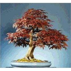 Acer Rubrum (Lot de 10 graines)