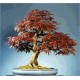 Acer Rubrum (Lot de 10 graines)