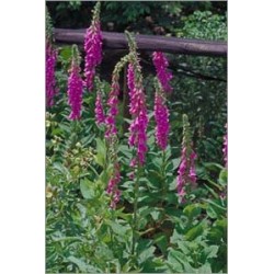 Digitalis Lanata (Lot de 10 graines)