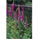 Digitalis Lanata (Lot de 10 graines)