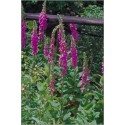 Digitalis Lanata (Lot de 10 graines)