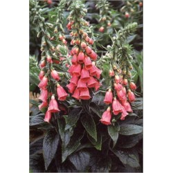 Digitalis Mertonensis (Lot de 10 graines)