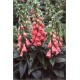 Digitalis Mertonensis (Lot de 10 graines)