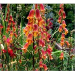 Digitalis Obscura (Lot de 10 graines)