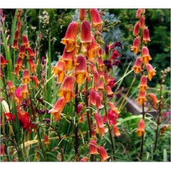 Digitalis Obscura (Lot de 10 graines)