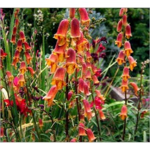 Digitalis Obscura