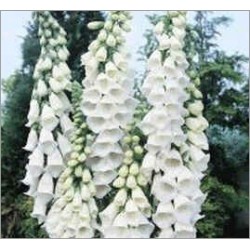 Digitalis Purpurea Alba