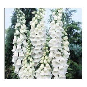 Digitalis Purpurea Alba