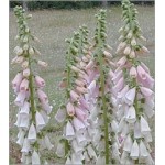 Digitalis Purpurea Apricot