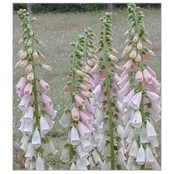 Digitalis Purpurea Apricot