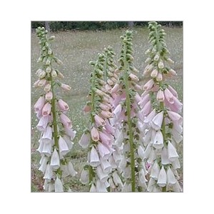 Digitalis Purpurea Apricot