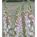 Digitalis Purpurea Apricot (Lot de 10 graines)