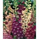 Digitalis Purpurea Excelsior (Lot de 10 graines)