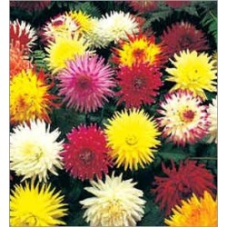 Dahlia Cactus Mix (Lot de 10 graines)