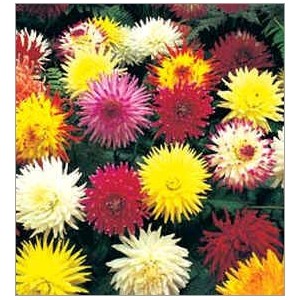 Dahlia Cactus Mix