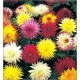 Dahlia Cactus Mix