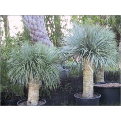 Yucca Rostrata