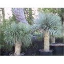 Yucca Rostrata (Lot de 10 graines)