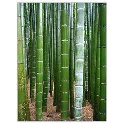 Moso Bamboo