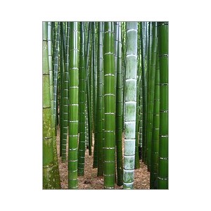 Moso Bamboo (Lot de 10 graines)