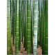 Moso Bamboo (Lot de 10 graines)