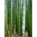 Moso Bamboo