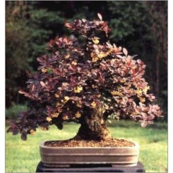 Berberis Thunbergii (Lot de 10 graines)